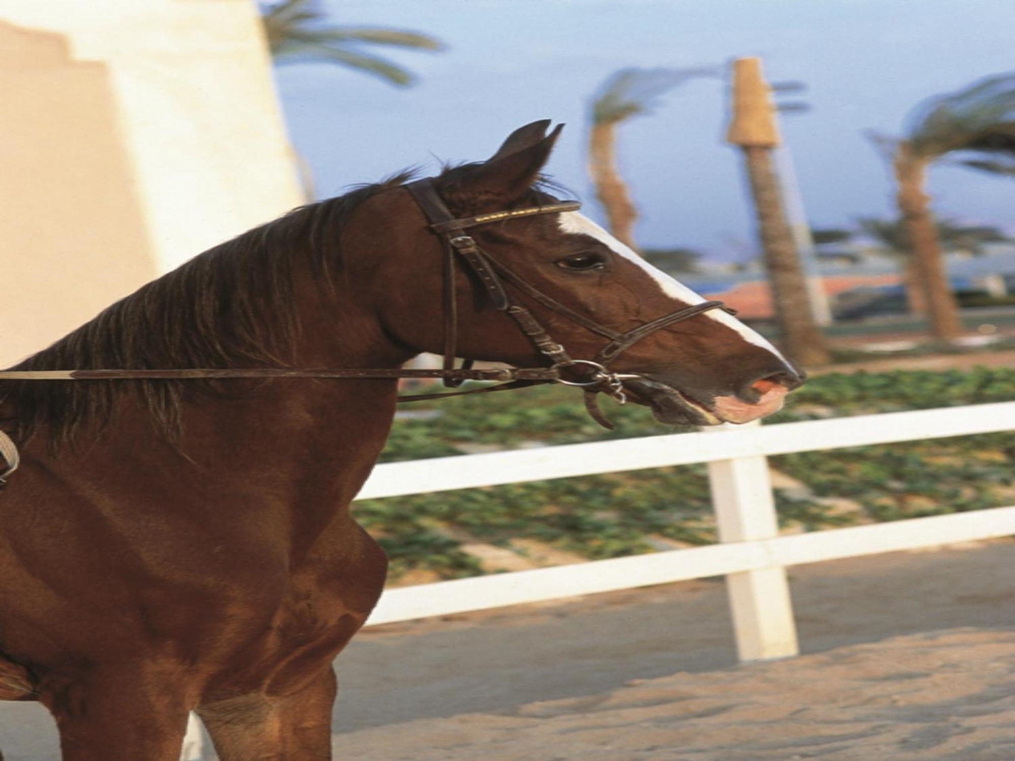 Concorde El Salam Cairo Hotel&Casino Bagian luar foto A horse wearing a snaffle bridle